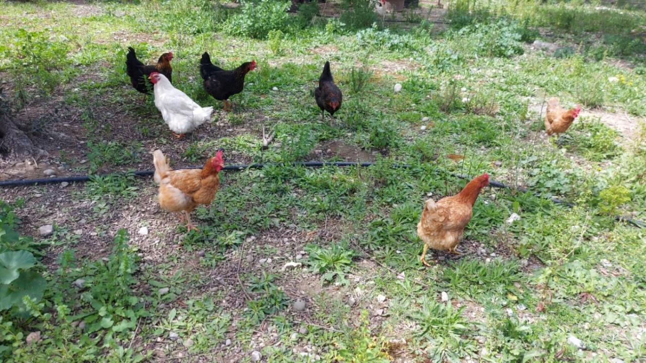 Agritourism Cottage Near Sitia Extérieur photo